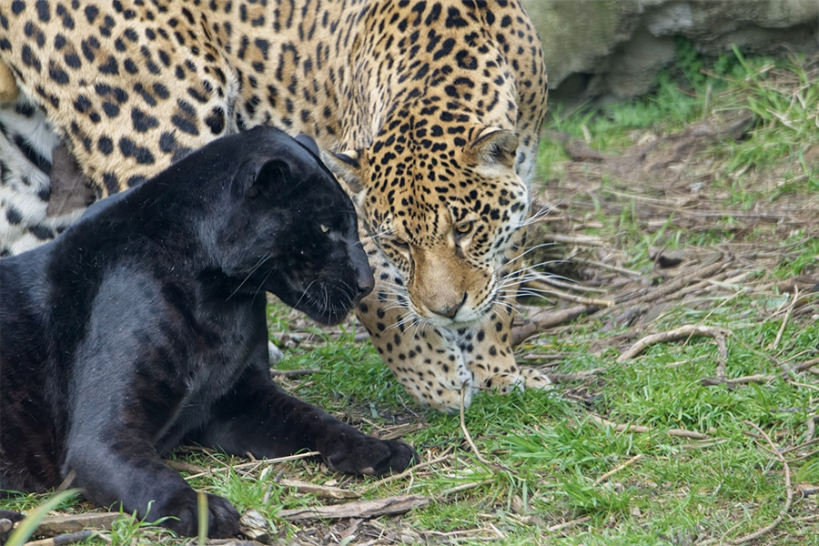 Parrot World jaguars seine et marne©Joachim Beauvilain