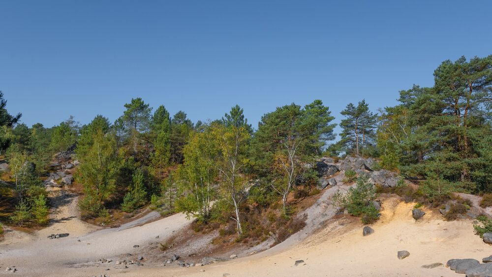 Boucle de la forêt communale de Nemours