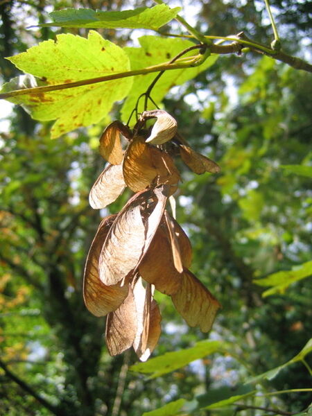 Visite en forêt sur les fruits sauvages de l'automne