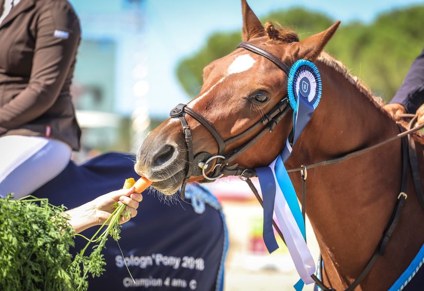Sologn'Pony
