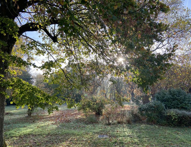 L'orée du bois des rois