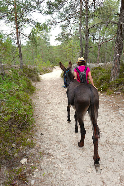 Fontânebleau: promenades accompagnées par des ânes en Forêt de Fontainebleau