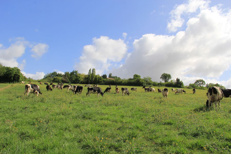 Ferme de Saint Thibault
