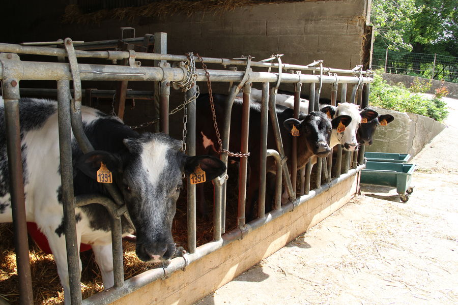Ferme de Saint Thibault