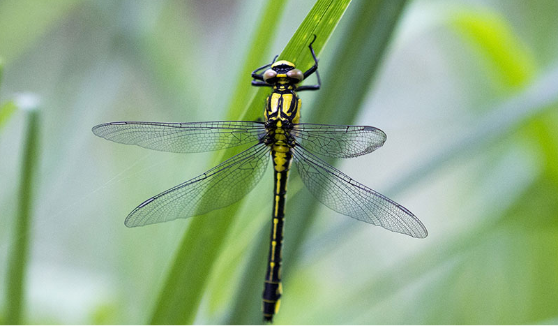 ANVL, association des naturalistes de la Vallée du Loing