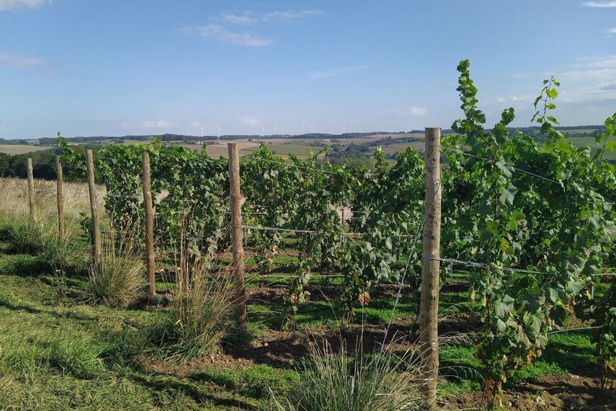 Domaine Delorozoy - Vignes en Brie