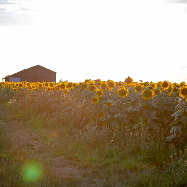 Sandrine Pereira photographie