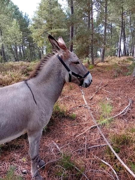 Fontânebleau: promenades accompagnées par des ânes en Forêt de Fontainebleau