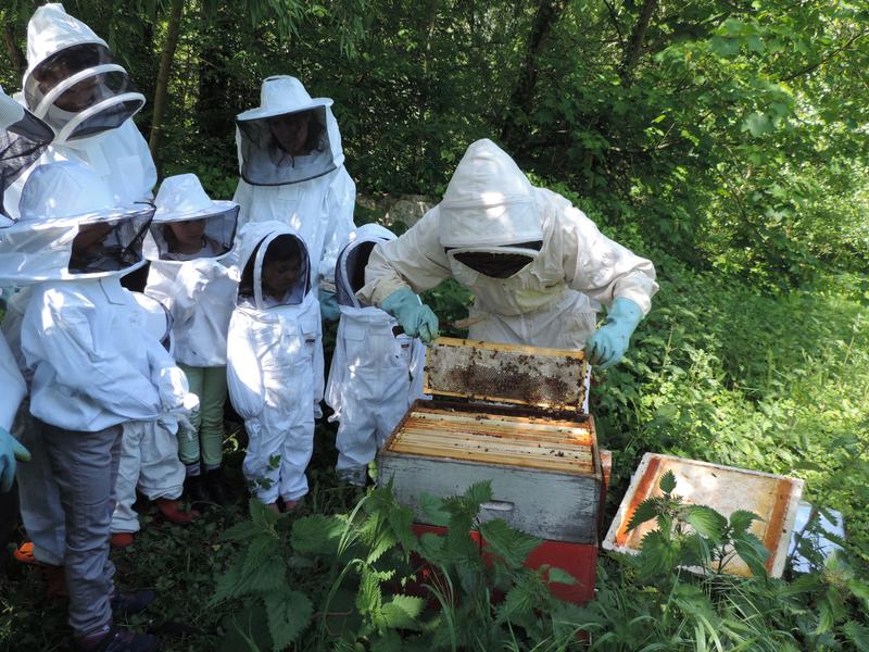 Atelier - Découverte de l'apiculture à la Maison de la Nature