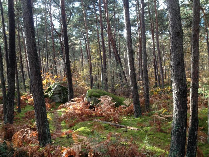 Mille Roches - Les Fougères