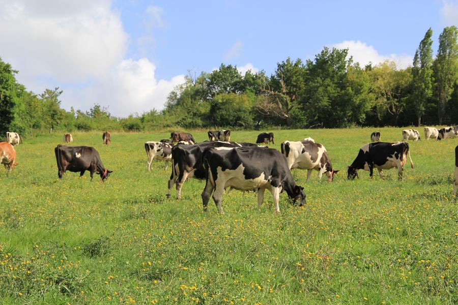 Rando gourmande en Marne & Gondoire