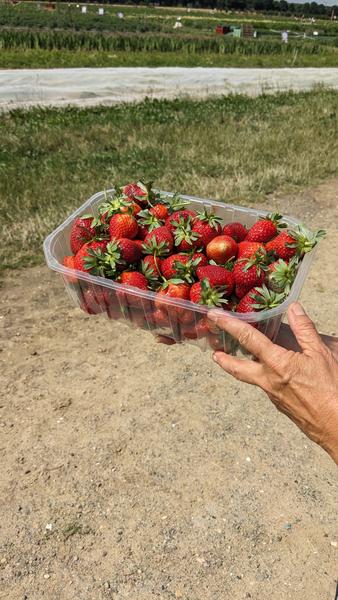 Fête de la fraise 2025