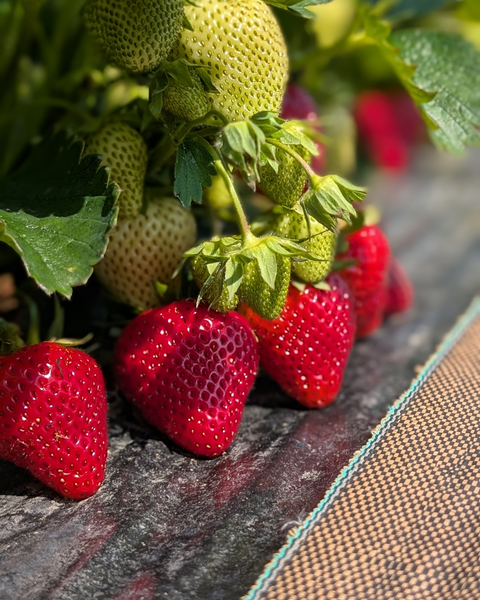 Fête de la fraise 2025