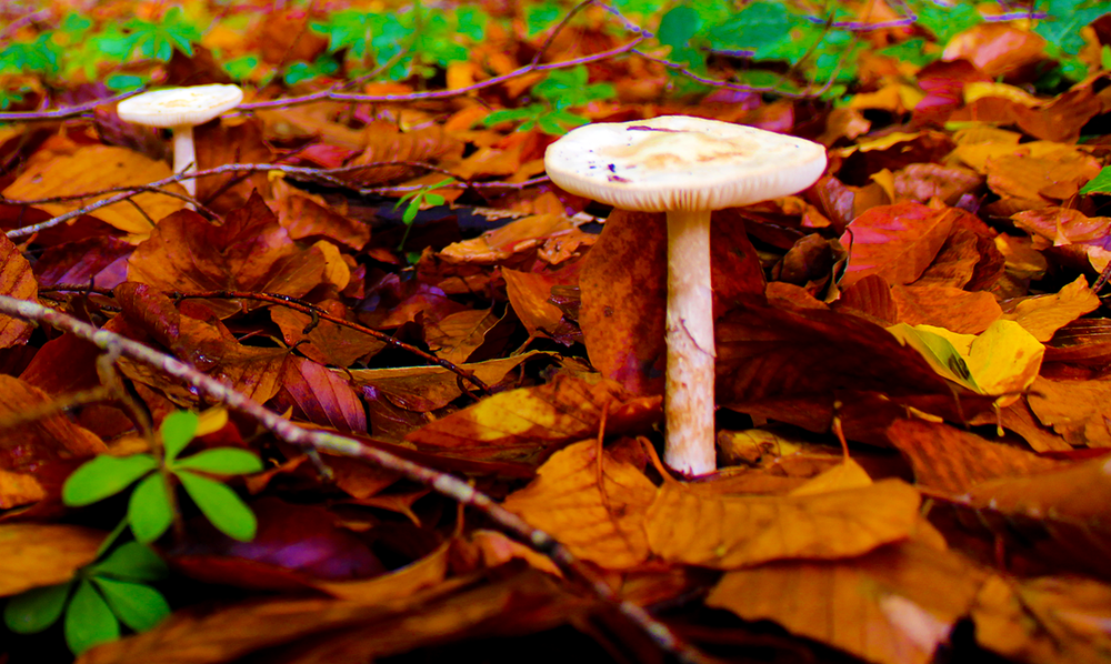 Forêt Domaniale de Choqueuse