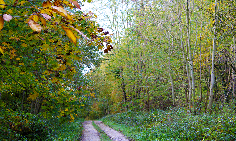 Forêt Domaniale du Mans