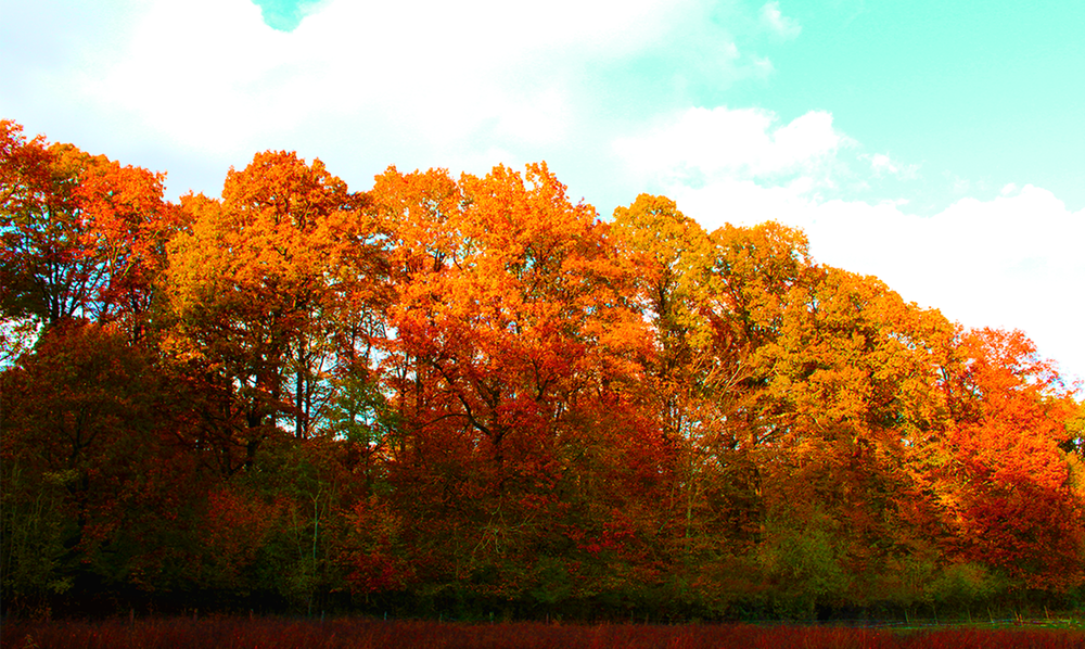 Forêt de Malvoisine