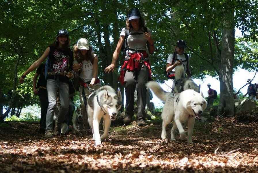 Initiation à la conduite en kart chiens de traineau