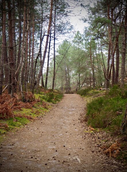 Sucremont trail