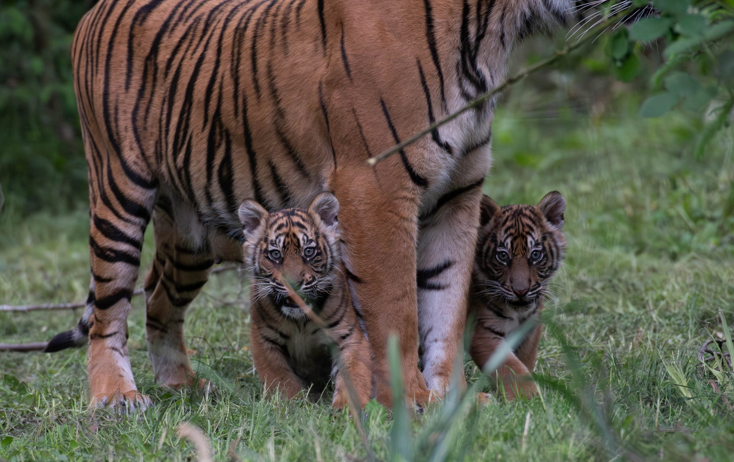 deux tigresses (c) Lumigny Safari Reserve