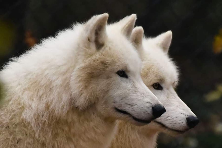 loups zoo bois attilly seine et marne