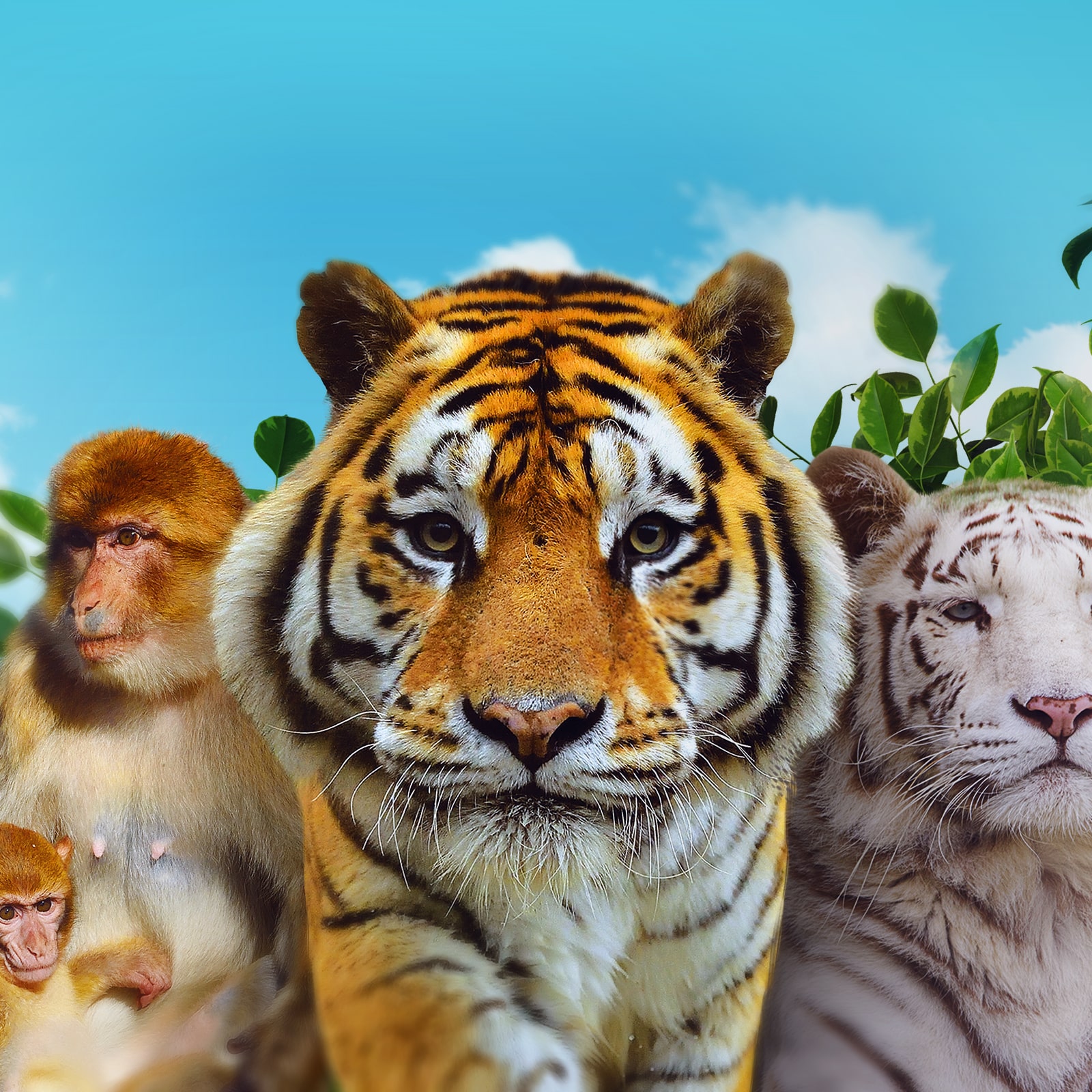 Le Parc des Félins ou Terre de Singes ? Et pourquoi pas les deux !