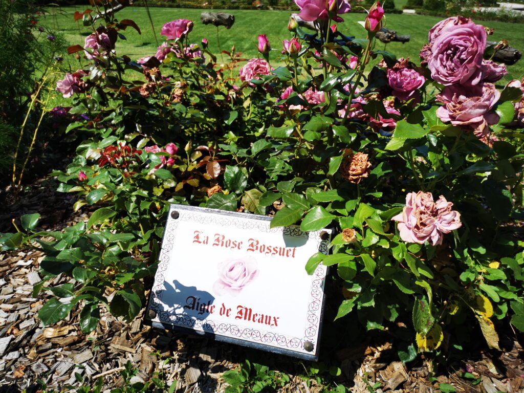 rose bossuet meaux
